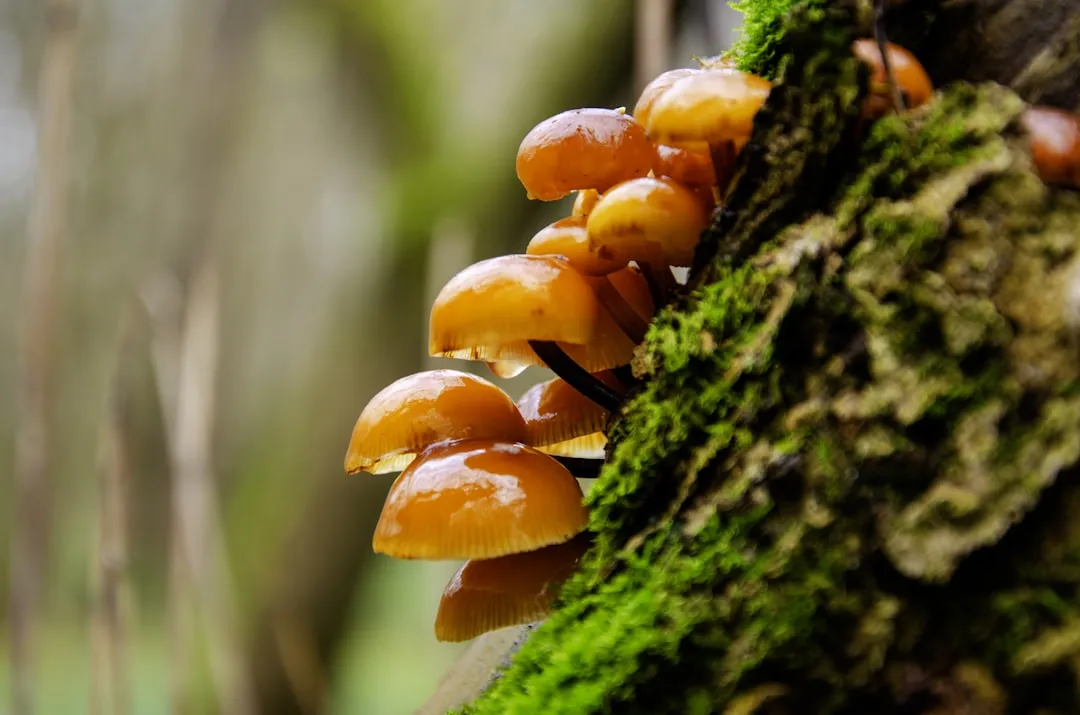 盐城地区鲜蛋供应链质量管理要点与分级标准解析